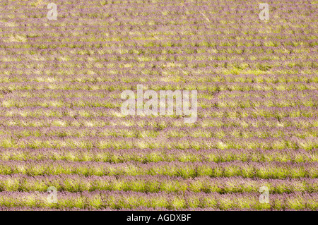 France Provence Sult area Lavender fields Stock Photo