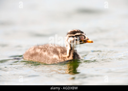 Red necked Grebe chick Finger Lake Wasilla Alaska Stock Photo