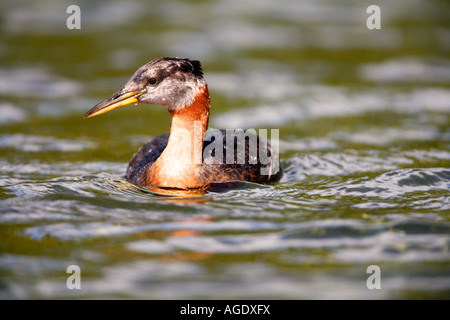 Red necked Grebe Finger Lake Wasilla Alaska Stock Photo