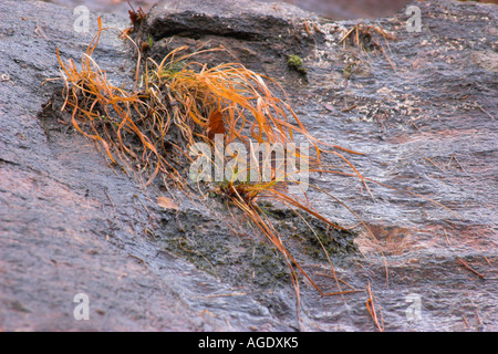 Grass growing out of a wet rock in Chimney Rock Park NC Stock Photo