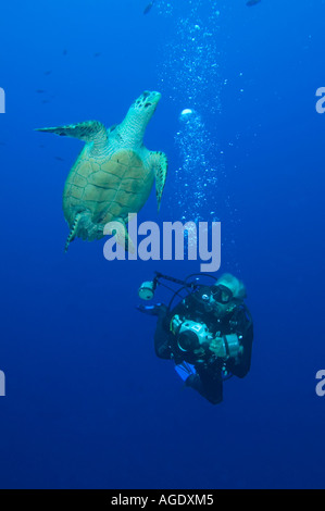 A Hawksbill Turtle with a photographer on a reef in Little Cayman Stock Photo