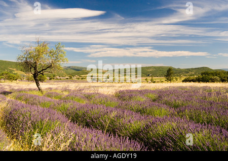 France Provence Sult area Lavender fields Stock Photo