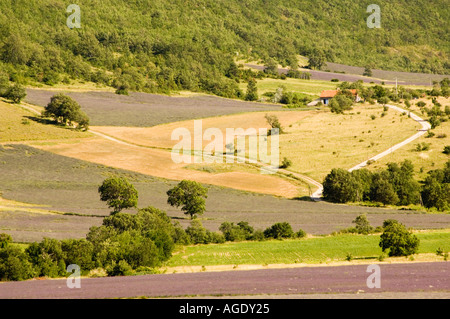 France Provence Sult area Lavender fields Stock Photo