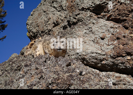 Snow leopard (Panthera unicia) on rocks Stock Photo