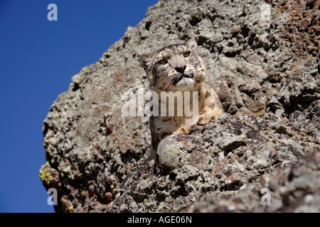 Snow leopard (Panthera unicia) on rocks Stock Photo