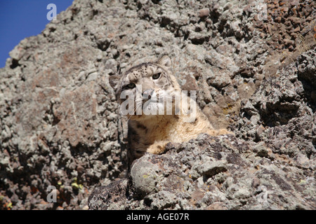 Snow leopard (Panthera unicia) on rocks Stock Photo