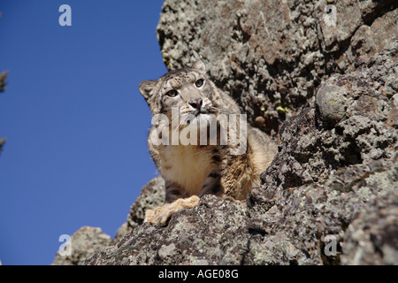 Snow leopard (Panthera unicia) on rocks Stock Photo