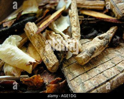 Traditional Chinese Medicine dried herbs including Codonopsis Eucommia Paeony Dong Quai Licorice Stock Photo