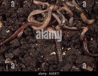 Tangled mass of earthworms on soil surface Stock Photo