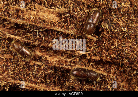 Photomicrograph of ambrosia bark beetles Xyleborus sp. in gallery in dead tree wood Stock Photo