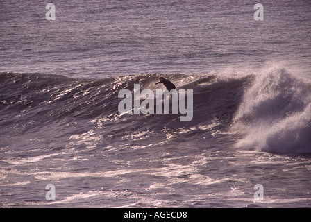 Surfer on longboard darkly silhouetted against light on classic wave breaking at Saunton Point near Croyde Bay Devon England Stock Photo