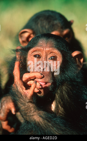 Chimpanzee Pan troglodytes Young Chimpanzee Orphans West Central Africa Stock Photo