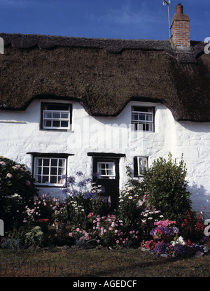 Traditional thatched roof, white-painted English cottage with pink and white flowering plants in small front garden Stock Photo
