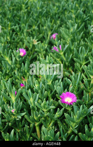 Pigface Carpobrotus virescens a succulent coastal plant native to Western Australia Stock Photo