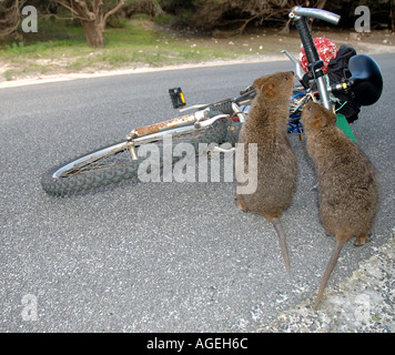 A couple of Quokka, Setonix brachyurus. Rottnest Island near Perth ...