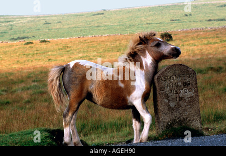 Young Dartmoor pony foal standing beside milestone Ashburton Tavistock road Stock Photo