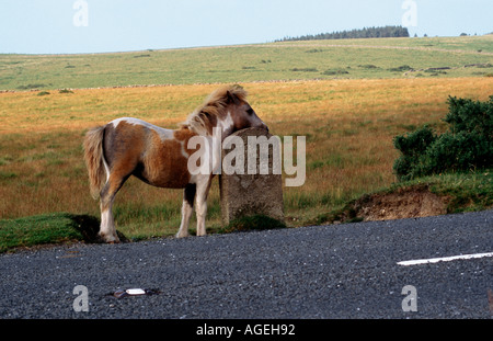 Young Dartmoor pony foal standing beside milestone Ashburton Tavistock road Stock Photo