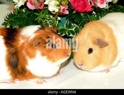 Brown and White Pet Guinea Pigs on Table with Flower Arrangement Stock Photo