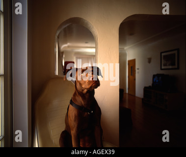 A contemplating pit bull in an apartment looks upwards towards heaven. Stock Photo