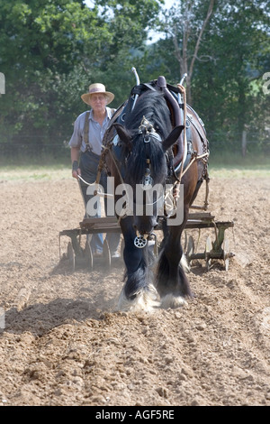 Heavy horse working in the fields Stock Photo