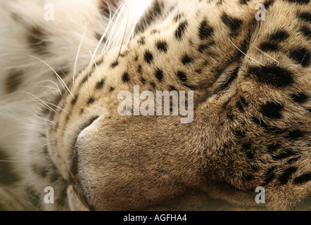 Persian Leopard Face Stock Photo