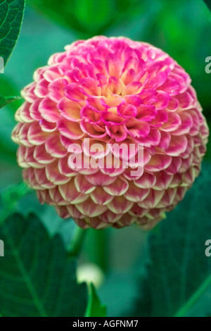 Pompon Dahlia Will's Ringwood Rosie, Summer 2006 Stock Photo