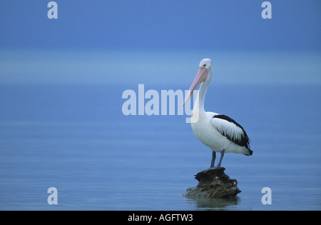 Australian pelican (Pelecanus conspicillatus), resting, Australia, Western Australia Stock Photo