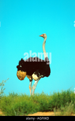 massai ostrich, masai ostrich, North African ostrich (Struthio camelus massaicus), standing in steppe, South Africa, Kgalagadi Stock Photo