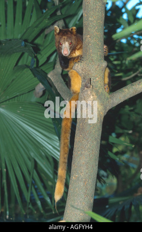 Matschie's kangaroo or huon tree-kangaroo (Dendrolagus matschiei), sitting on the tree. Stock Photo