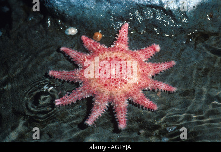 common sun star, spiny sun star, spiny sunstar (Crossaster papposus), being situated on the stone, North America Stock Photo