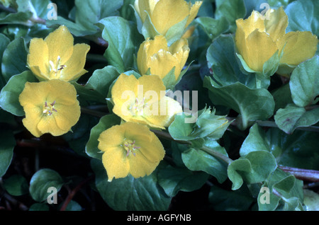 creeping jenny, moneywort (Lysimachia nummularia), blossoms Stock Photo