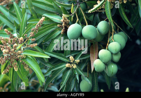 mango (Mangifera indica), twig with blossoms and immature fruits Stock Photo