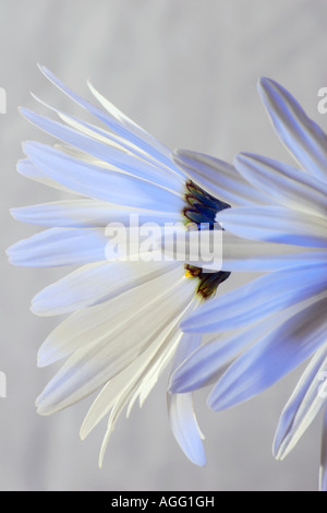 Marguerites in profile. Stock Photo