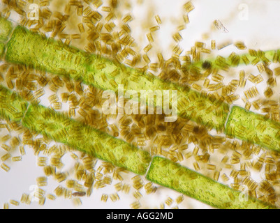 Cladophora glomerata (Cladophora glomerata), in shining-through light ...