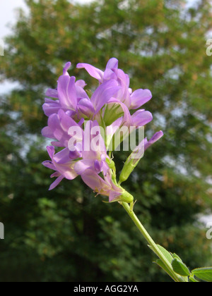alfalfa, lucerne (Medicago sativa, Medicago x varia, Medicago varia), inflorescence Stock Photo