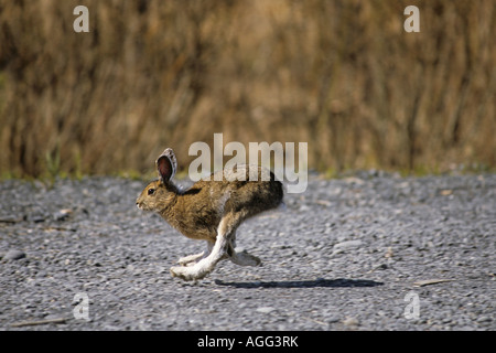Snowshoe Hare running on gravel road in Girdwood spring Southcentral Alaska Stock Photo
