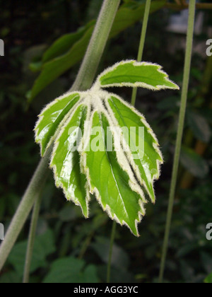 Chestnut Vine, Lizard Plant (Tetrastigma voinierianum), young leaf Stock Photo