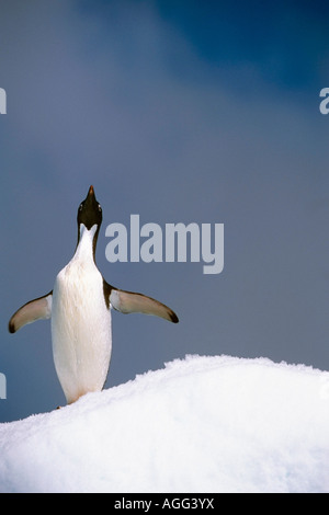 Portrait of single Adelie Penguin atop iceberg South Atlantic ocean Antarctica Summer