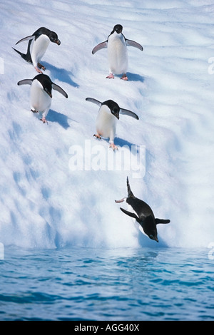 Line of Adelie Penguins walking down iceberg to dive off into water South Atlantic Antarctica Summer Stock Photo