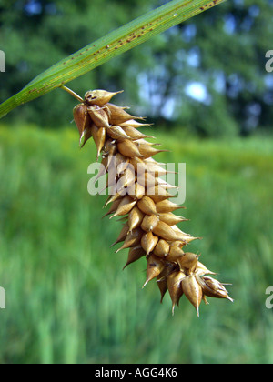 bladder-sedge, inflated sedge (Carex vesicaria), infrutescence, Germany, North Rhine-Westphalia Stock Photo