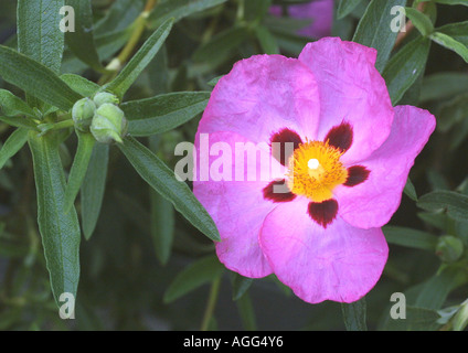 Purple Cistus, Orchid Rockrose (Cistus x purpureus, Cistus purpureus, Cistus incanus x Cistus ladanifer), flower and buds Stock Photo