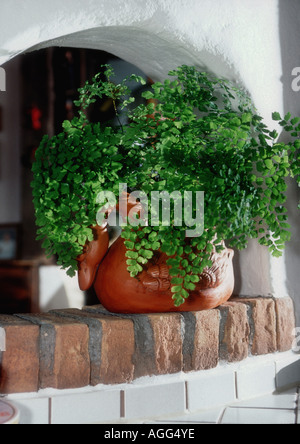 delta maidenhair (Adiantum raddianum, Adiantum cuneatum), potted plant in a room Stock Photo