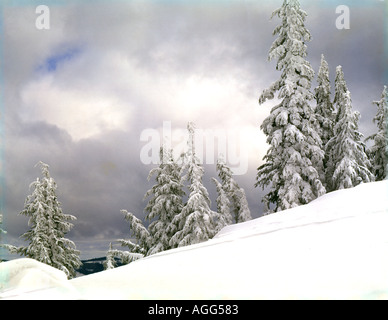 Crater Lake National Park in Oregon after new snow and hoarfrost have given the trees a burnished coating of white Stock Photo