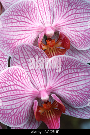 moth orchid (Phalaenopsis Hybride), detail of two blossoms Stock Photo