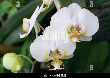 moth-orchid (Phalaenopsis-Hybride), blossoms Stock Photo