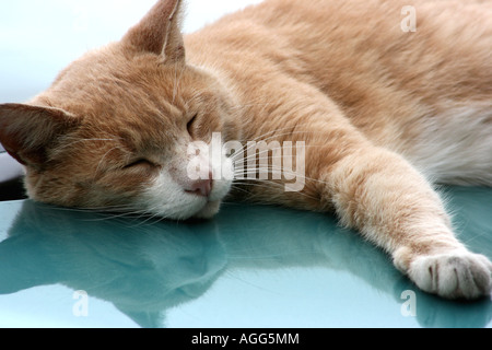 Cat asleep on car bonnet Stock Photo