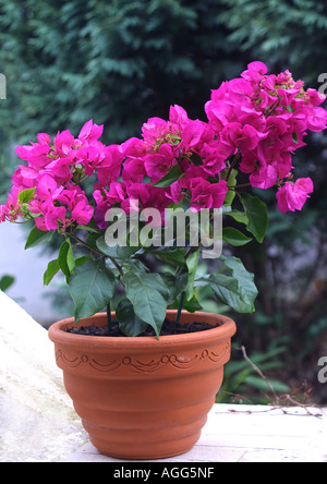paper plant, four-o'clock (Bougainvillea glabra 'Sanderiana'), plant with coloured bracts in a pot Stock Photo