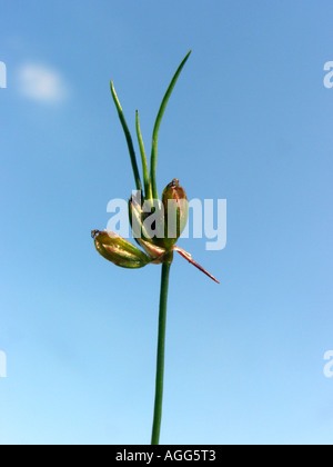 bulbous rush (Juncus bulbosus), inflorescence, against blue sky, pseudovivipary Stock Photo