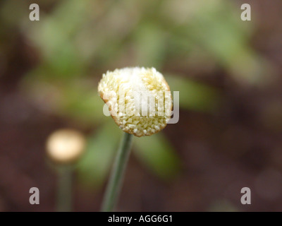 Mikado, Mikado Plant (Syngonanthus chrysanthus), blooming Stock Photo ...