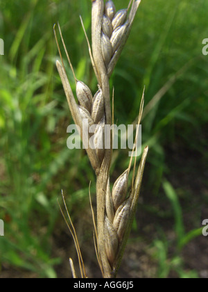 bearded darnel, poison rye-grass (Lolium temulentum), infrutescence Stock Photo